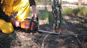 Professional Tree Care in Holliday, TX